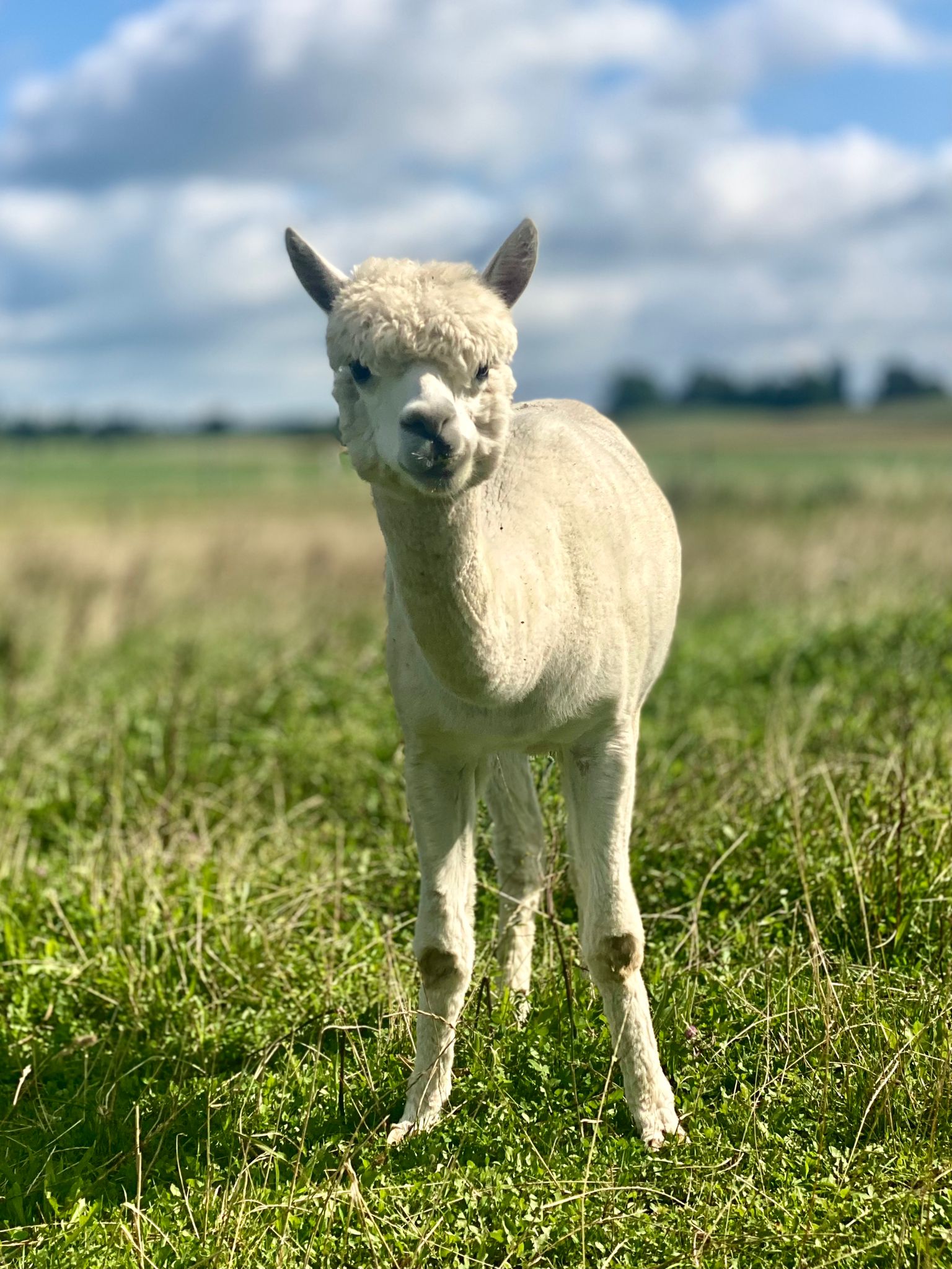 Tiere und Natur am Reiher-Hof